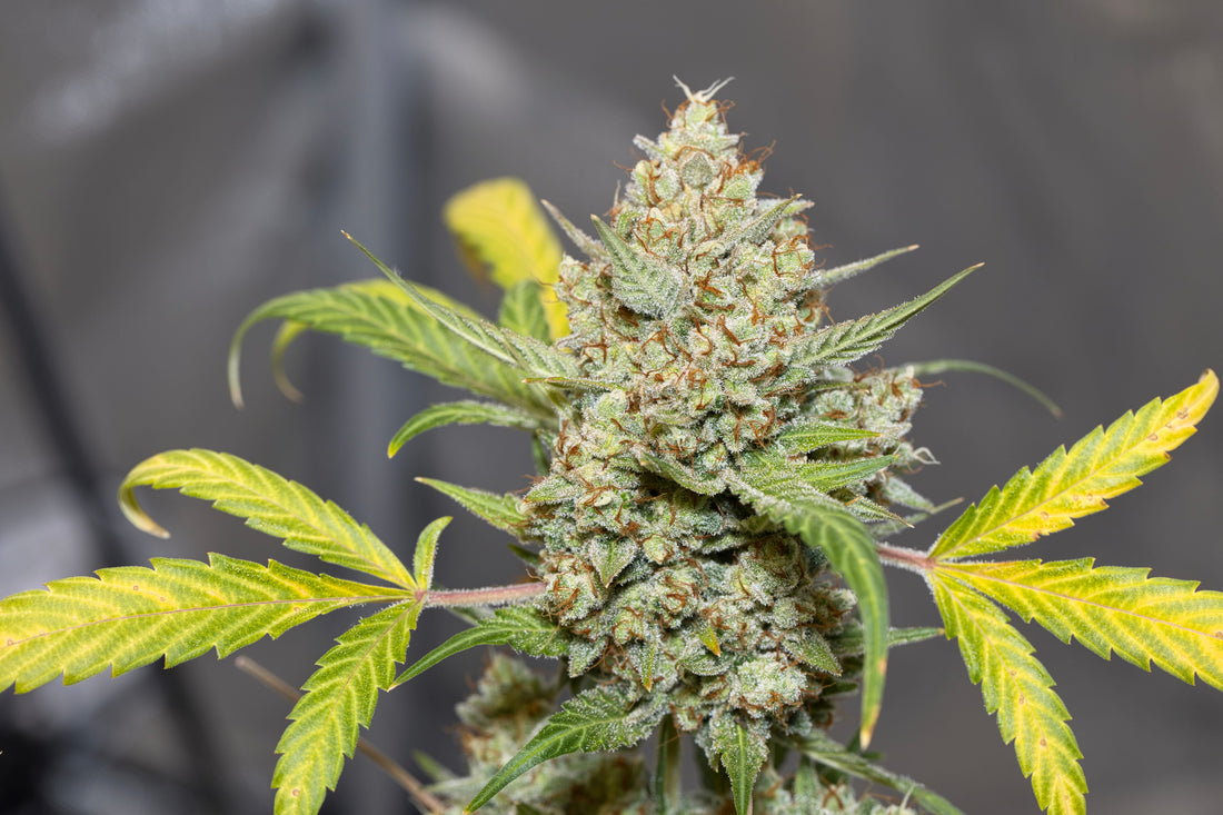 Cannabinoid Dosing Guide