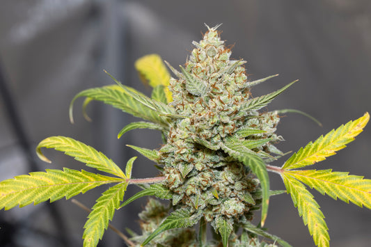 Cannabinoid Dosing Guide
